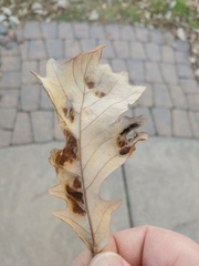 Taphrina caerulescens