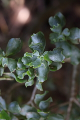 Crassula arborescens undulatifolia