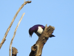 Cinnyricinclus leucogaster