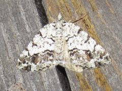Macaria graphidaria