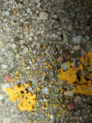 Candelariella aurella