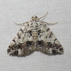 Macaria graphidaria