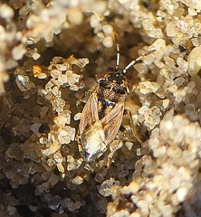 Geocoris
