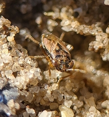 Geocoris