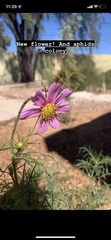 Cosmos parviflorus