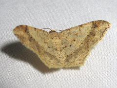 Psamatodes abydata