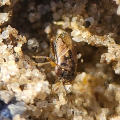 Geocoris