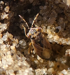 Geocoris