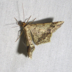 Psamatodes abydata