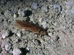 Plecoptera