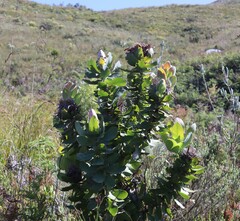 Protea eximia