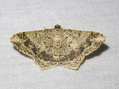 Psamatodes abydata