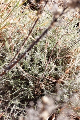 Seriphium cinereum