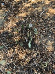 Opuntia littoralis