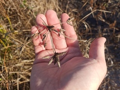 Bolboschoenus maritimus