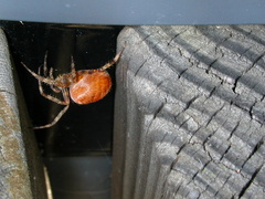 Araneus diadematus