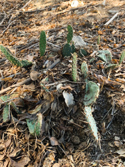 Opuntia littoralis