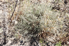 Seriphium cinereum