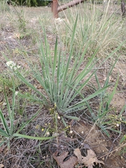 Yucca arkansana