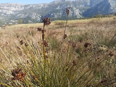 Juncus acutus