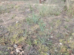 Yucca arkansana