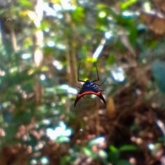 Micrathena pungens