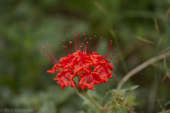 Nyctaginia capitata