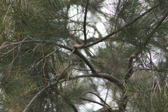 Setophaga coronata auduboni