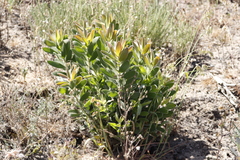 Leucadendron laureolum
