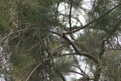 Setophaga coronata auduboni
