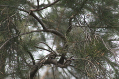 Setophaga coronata auduboni
