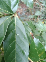 Ectatomma tuberculatum