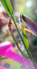 Amphicarpum amphicarpon