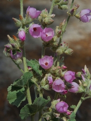 Malacothamnus orbiculatus