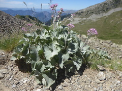 Adenostyles leucophylla