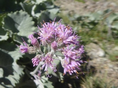 Adenostyles leucophylla