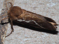 Eudalaca cretata