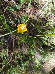 Calochortus barbatus