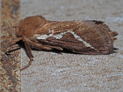 Eudalaca cretata