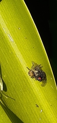 Phiale roburifoliata