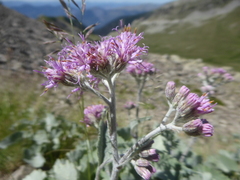 Adenostyles leucophylla
