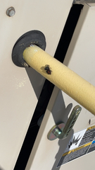 Phidippus
