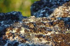 Umbilicaria