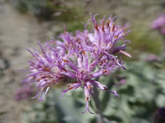 Adenostyles leucophylla