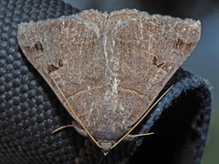 Mocis mutuaria