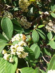 Apis mellifera