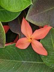 Ixora coccinea
