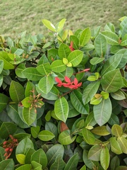 Ixora coccinea