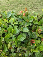 Ixora coccinea
