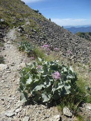 Adenostyles leucophylla